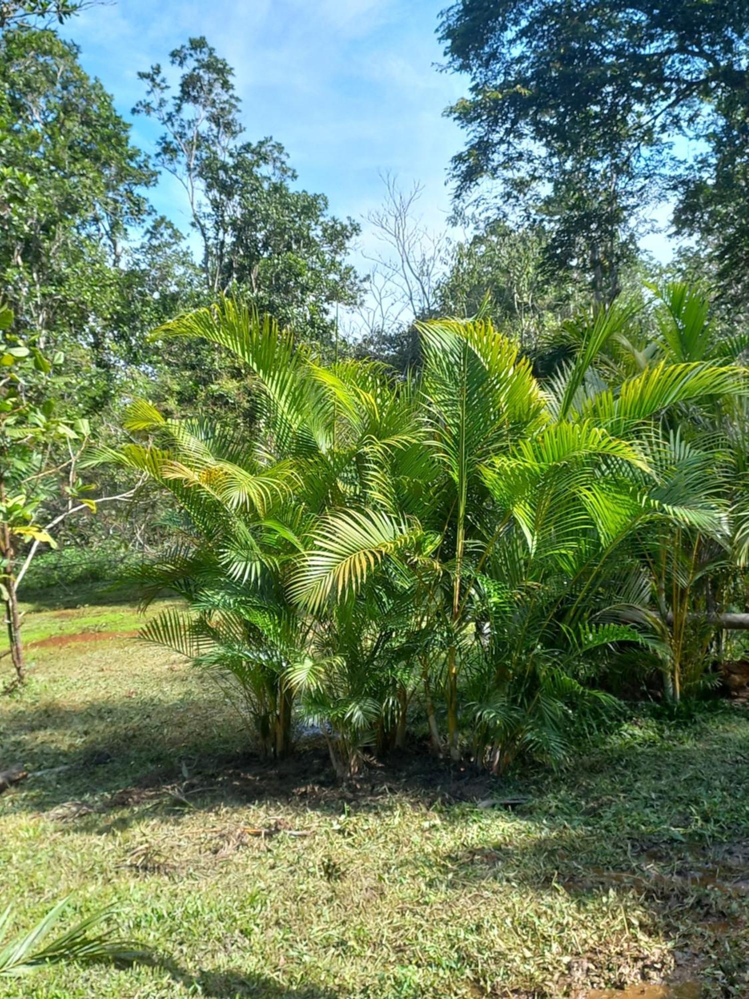 Recanto dos Lobosco Araquari Exterior foto